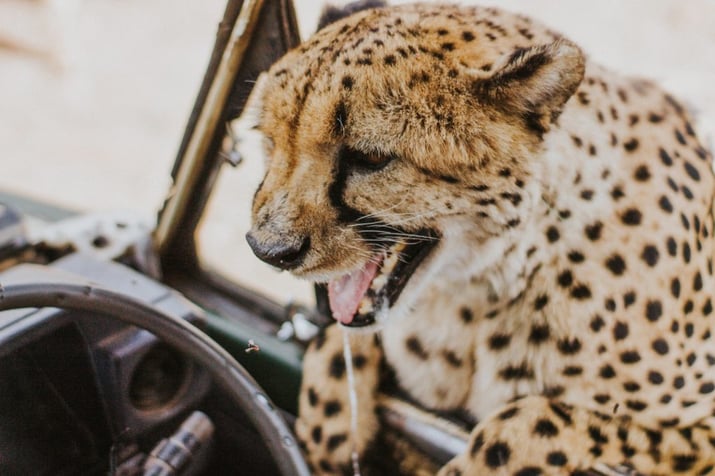 Cheetah