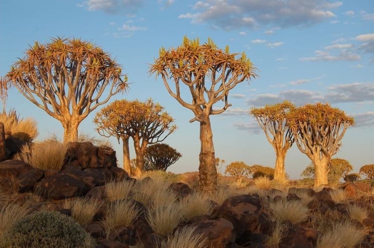 Crown of a quiver tree, Namibia