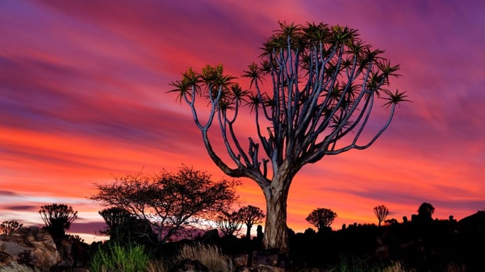 Quiver trees at sunset, Namibia