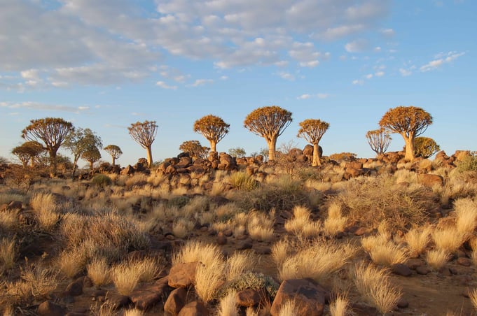 Quiver_Tree_Forest,_Keetmanshoop_(3166878714)