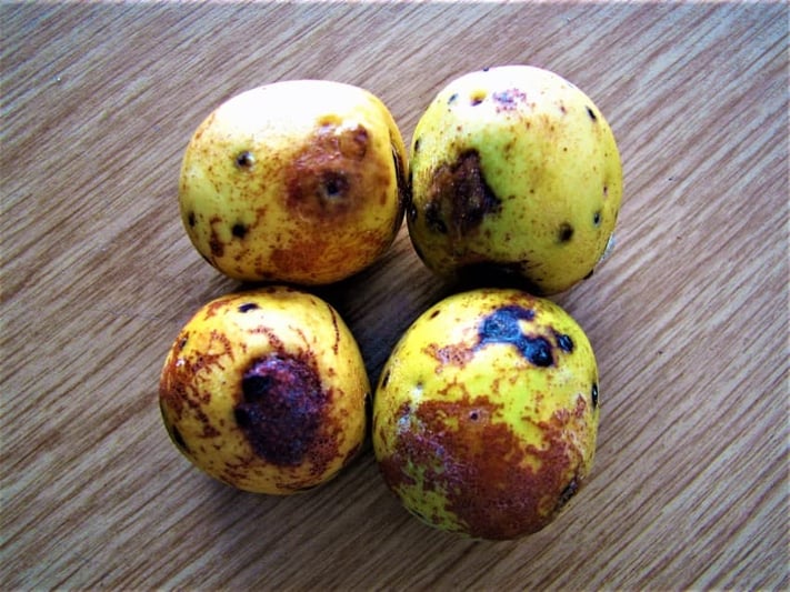 Marula fruit