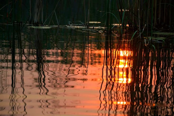 Sonnenuntergang im Schilf 3775