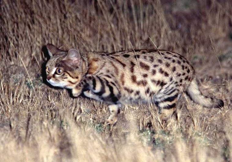 Black footed cat hunting