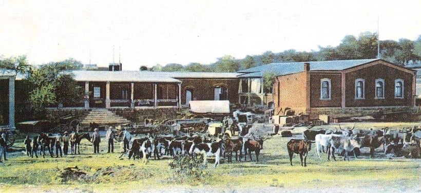 Cattle in front of the Wecke & Voigts store in Windhoek around 1900. (Postcard, Wecke & Voigts Collection)