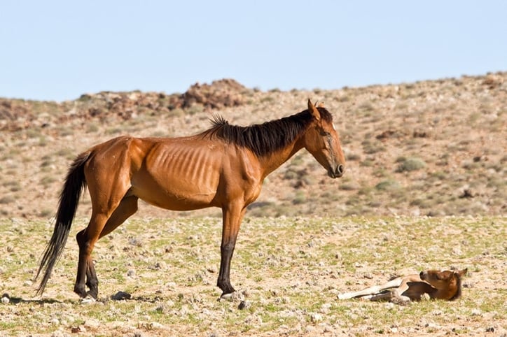 Namib Wild Horses