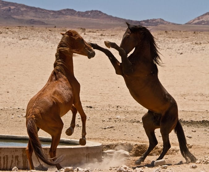 Namib Wild Horses
