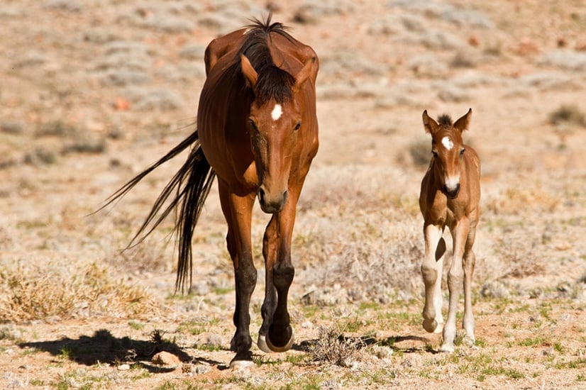 Namib Wild Horses 