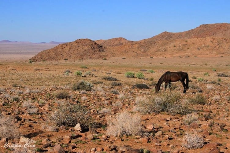 Wild-Horses-of-Namibia-7