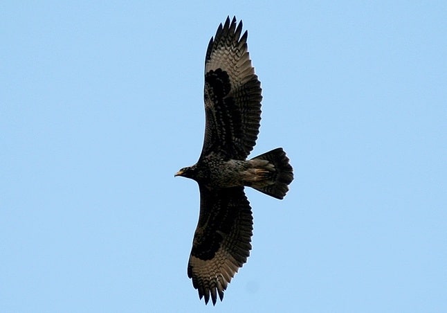 Black Eagle. Photo: Jutta Luft, Wikipedia