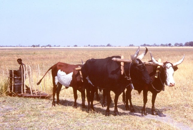 An ox-drawn sleigh with water barrel in the eastern MaSubiya-area (1980). Photo: Antje Otto; Collection: National Museum