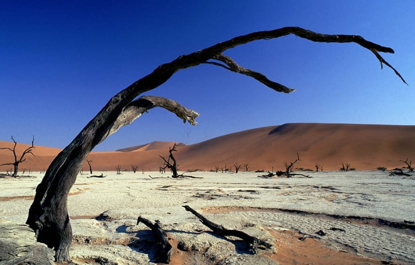 "Curved trees" - Image: http://ciapannaphoto.wordpress.com