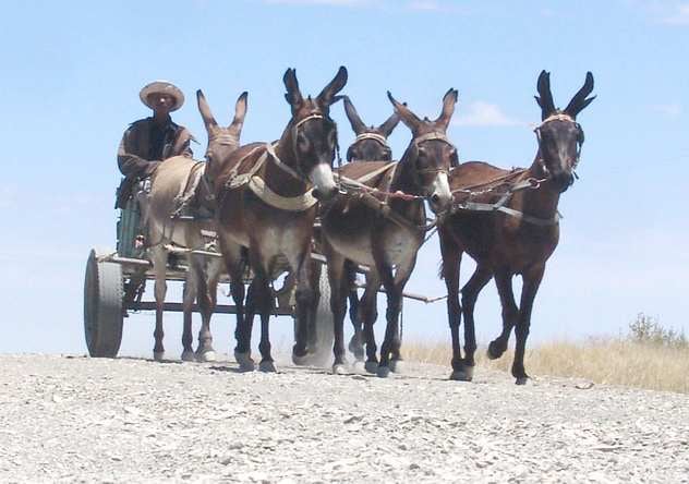A donkey cart on a dusty Namibian gravel road.