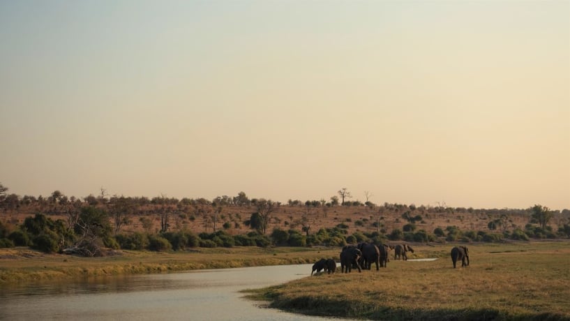 Elephants on riverbank