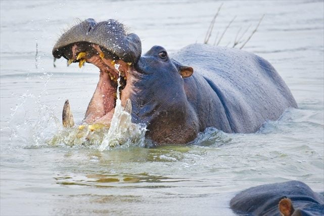 Why hippos don't eat fish