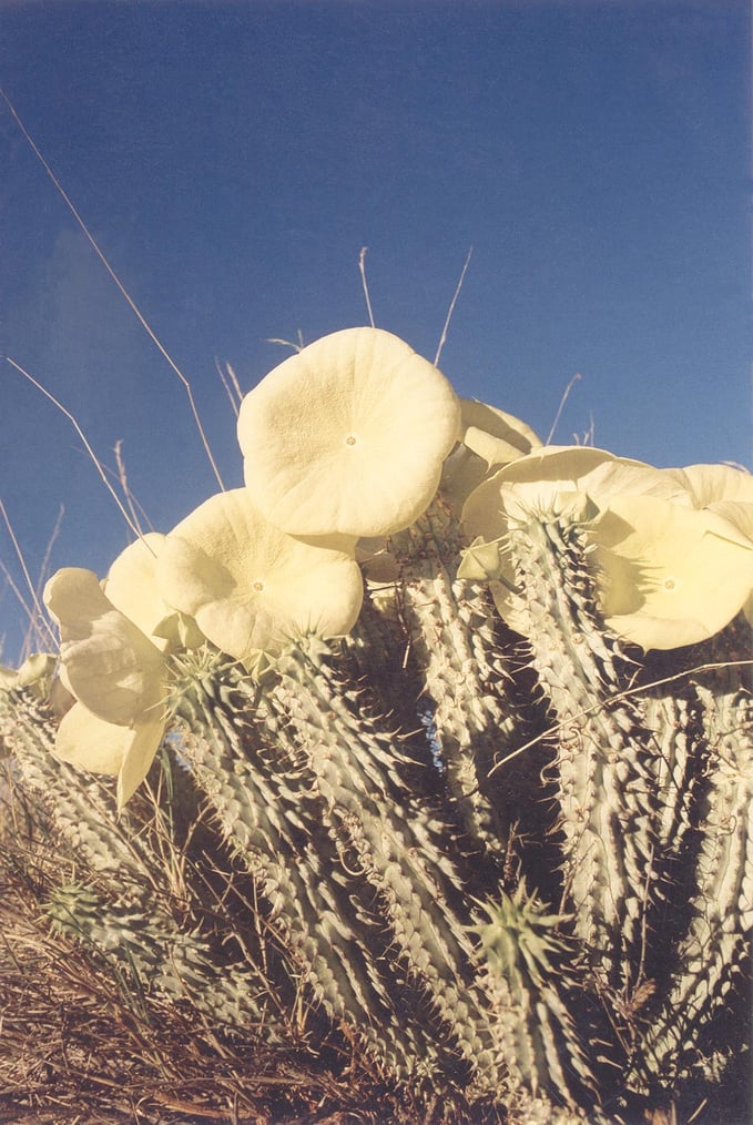 Hoodia with yellow flowers in the Gondwana Cañon Park.  Photo: Mannfred Goldbeck
