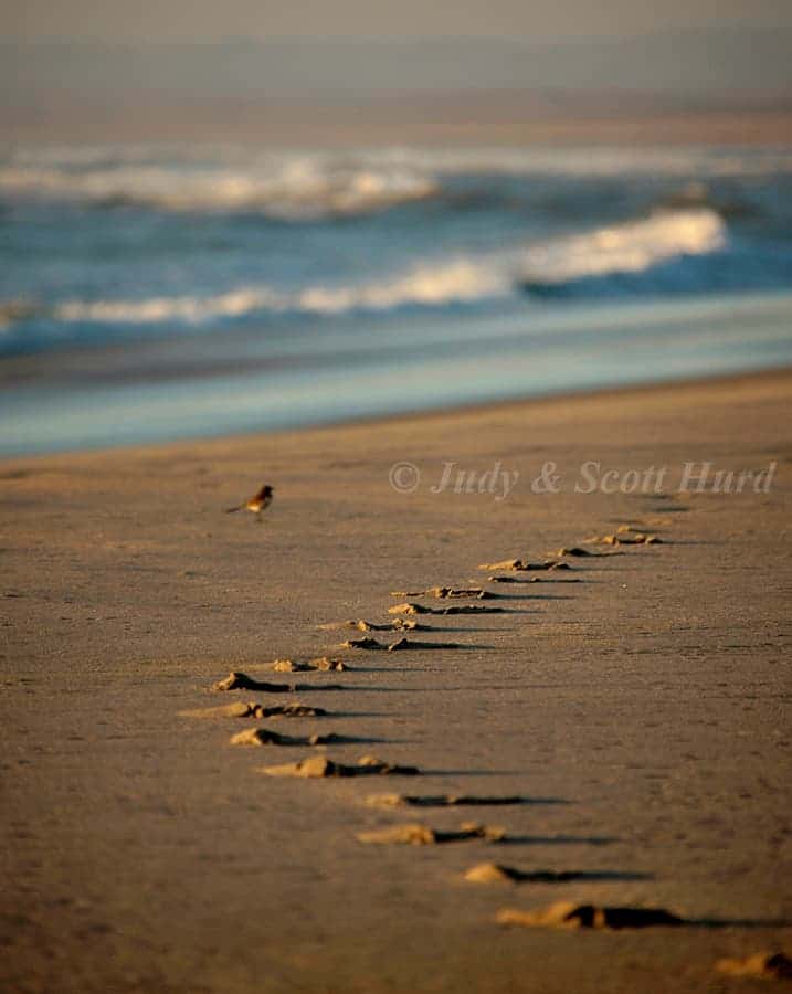 tracks on the beach
