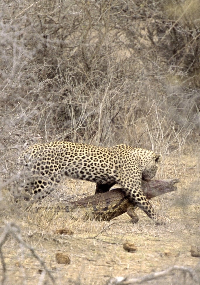 Rare sight: Leopard killing a crocodile.  Photo: Hal Brindley