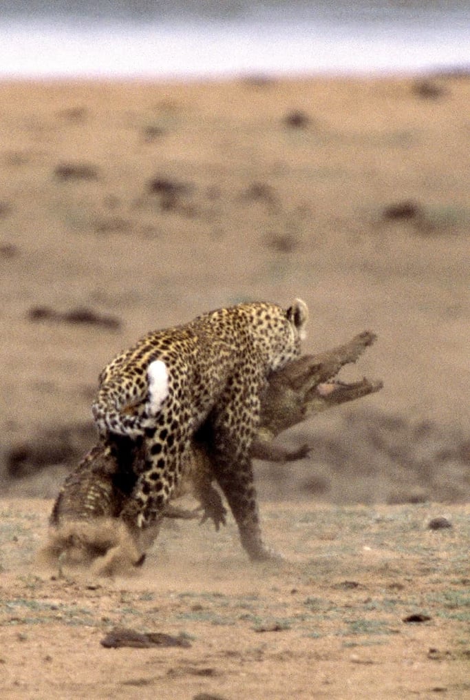 Rare sight: Leopard killing a crocodile.  Photo: Hal Brindley