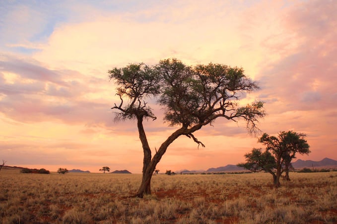 namib desert 