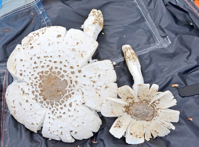 Omajova mushrooms: a Namibian delicacy