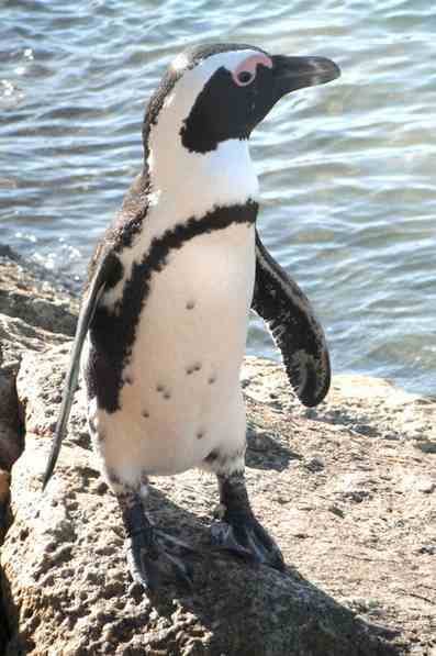 African penguin. Photo: Gondwana Collection