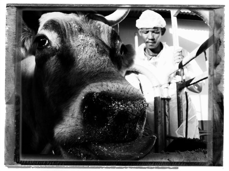 Cow at Kalahari Farmhouse - Photo: Tanja   Meyer