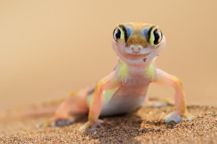 Namib Sand Gecko - Image: Pinterest 