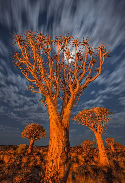 Quiver tree in Aus Mountains, Namibia