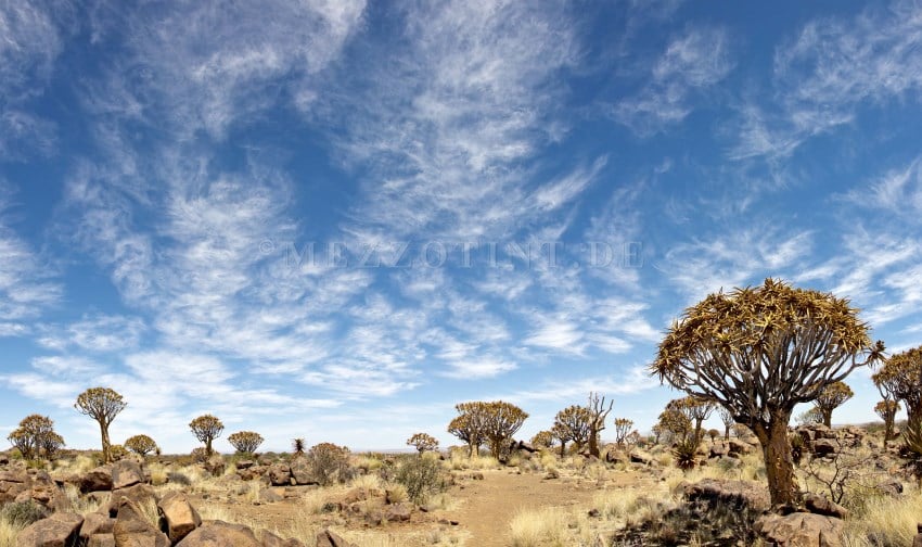 Quivertree and rocks, Giant's Playground, Namibia