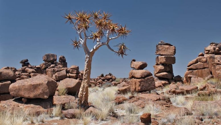 Quivertree and rocks, Namibia