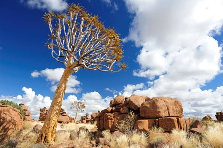 Quivertree and rocks, Giant's Playground, Namibia