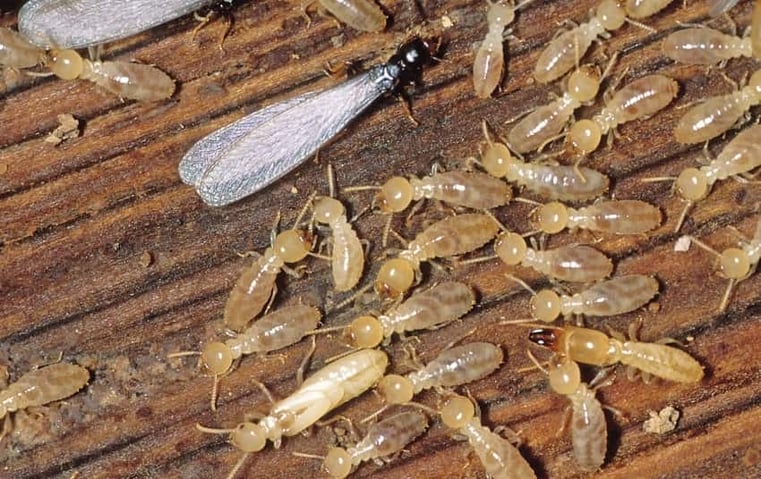 Termites are a great source of protein : Image - Pest world for kids 