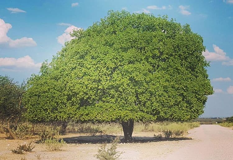 Plum Tree, Namibia