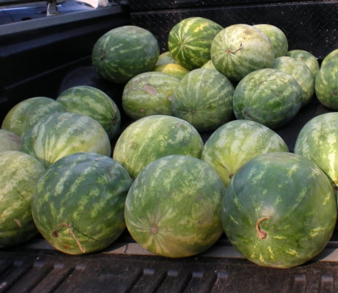 watermelons-truck-2