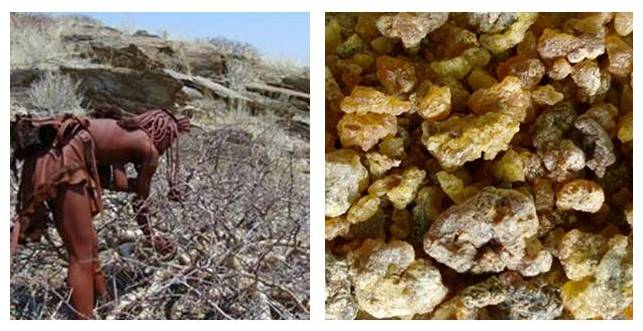 Left picture : Woman collectin resin. Right : Golden resin from the tree 