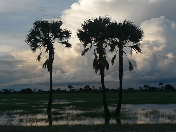 Palm trees - Source www.namibian.rog