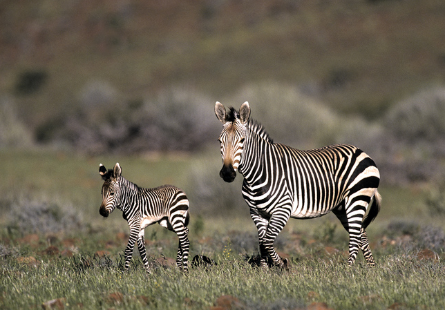 Zebras in Gondwana Canyon Park