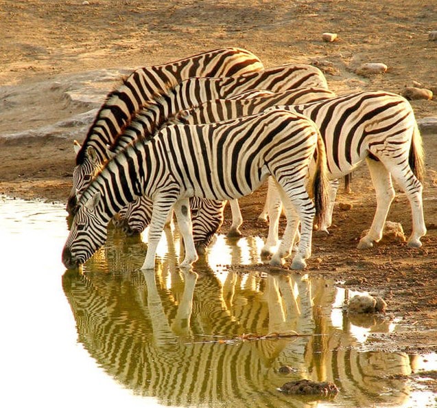 Burchell's zebra drinking at a waterhole