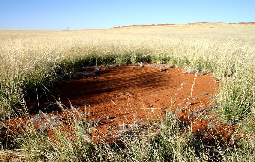 Nachhaltige Wüstenfarm von Termiten in der Graslandschaft des Gondwana Namib Parks am Ostrand der Namib-Wüste.  Foto: Sven-Eric Stender