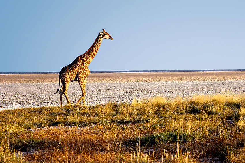 Giraffe im Etosha Nationalpark im Norden Namibias.  Foto: Gondwana