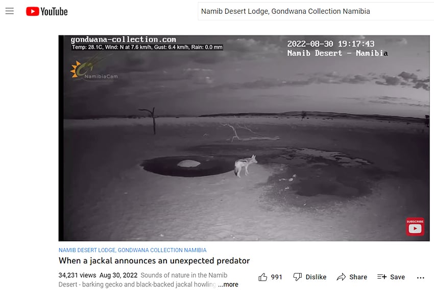 An der Wasserstelle nahe der Namib Desert Lodge kündigt ein Schabracken-Schakal ein großes Raubtier der Namib-Wüste an.  Screenshot NamibiaCam