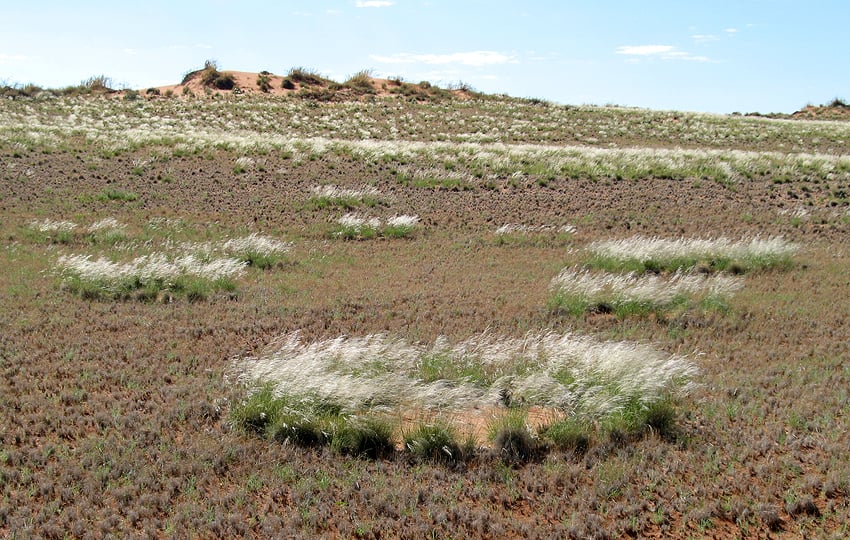 Feenkreise Luxusgürtel Graslandschaft Namibwüste Gondwana Namibia NamibiaFocus