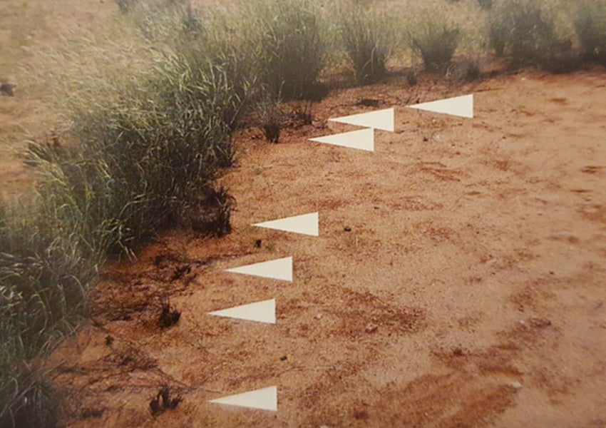 Feenkreis Termiten-Theorie Luxusgürtel Selbstorganisation Gräser Wassermangel Namibia NamibiaFocus