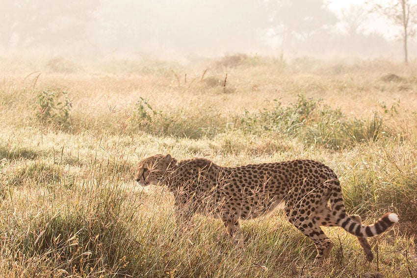 Gepard Weibchen Sasha Kuno Nationalpark Indien Cheetah Conservation Fund CCF Namibia NamibiaFocus