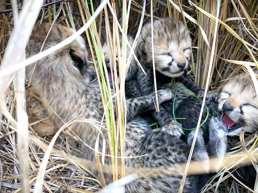 Geparden-Junge Gepard Siyaya Kuno Nationalpark Indien Cheetah Conservation Fund CCF Namibia NamibiaFocus