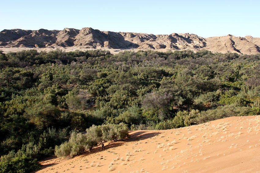 Wald Namib-Wüste Homeb Kuiseb Rivier Trockenfluss Namibia