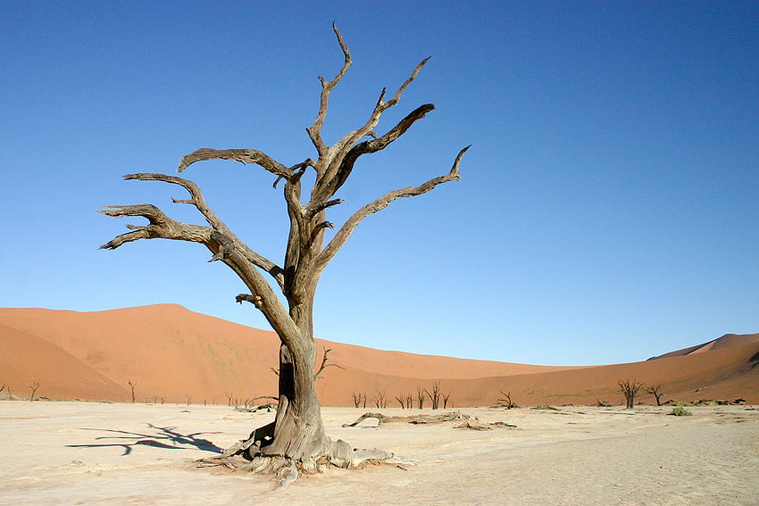 Galerie-Wald Deadvlei Sossusvlei Namib-Wüste Namibia