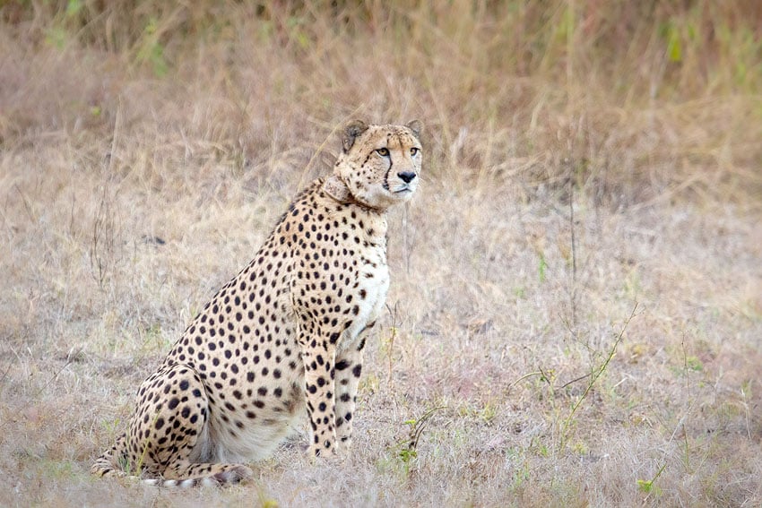 Gepard Männchen Oban Pavan Kuno Nationalpark Indien Cheetah Conservation Fund CCF Namibia NamibiaFocus