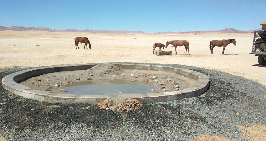 Tränke Wilde Pferde der Namib Dikke Willem Garub Namibia
