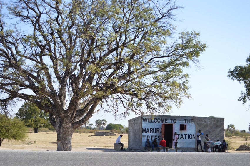 Marula-Baum Omagongo Festival Ombalantu Owambo Namibia